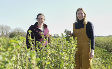 currant-affairs:-how-ribena’s-blackcurrant-growers-are-blending-a-new-recipe-for-regenerative-farming currant-affairs:-how-ribena’s-blackcurrant-growers-are-blending-a-new-recipe-for-regenerative-farming