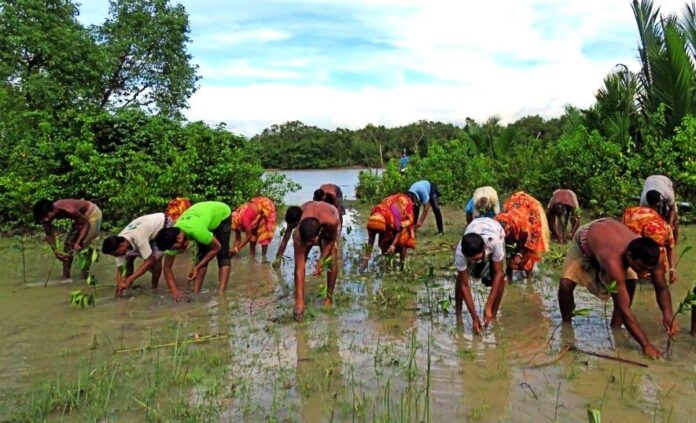 oman’s-mangrove-restoration-could-generate-$150-million-in-carbon-credits