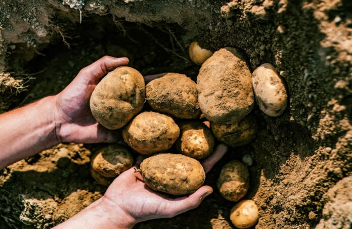 mccain-foods-awarded-$6.9m-by-usda-to-implement-climate-smart-potato-farming-practices-–-esg-news