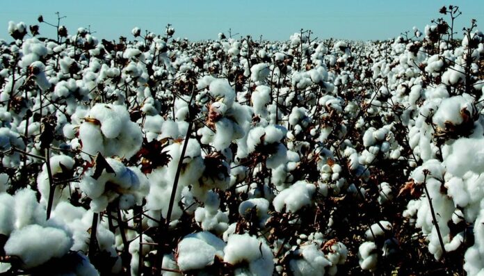 victoria’s-secret-partners-with-minority-owned-cotton-farms,-pledges-$10m-to-dei-causes-–-esg-news
