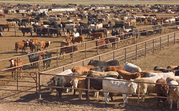 report:-emissions-continuing-to-rise-among-world’s-biggest-meat-and-dairy-producers report:-emissions-continuing-to-rise-among-world’s-biggest-meat-and-dairy-producers