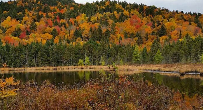 bluesource’s-carbon-credit-strategy:-an-easement-debate-shaping-new-hampshire’s-forests bluesource’s-carbon-credit-strategy:-an-easement-debate-shaping-new-hampshire’s-forests
