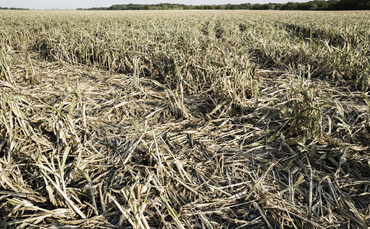 study:-uk-food-prices-set-to-remain-high-as-global-climate-impacts-worsen study:-uk-food-prices-set-to-remain-high-as-global-climate-impacts-worsen