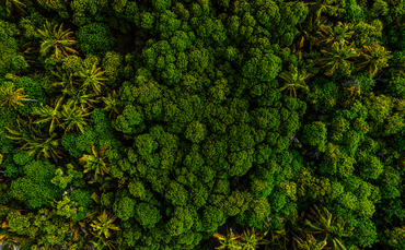 verra-announces-new-redd-methodology-for-protecting-forests verra-announces-new-redd-methodology-for-protecting-forests