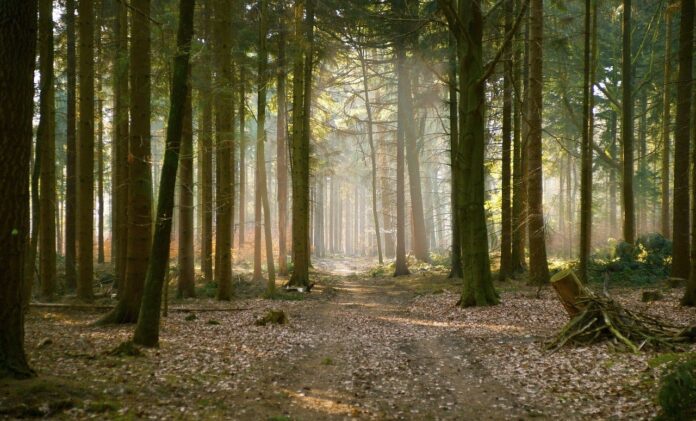 revolutionizing-forest-protection:-verra-introduces-new-redd+-methodology